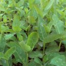 으뜸농약 이미지