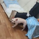 민톨