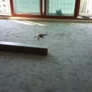 화이트 빌 이미지