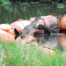 해오라기 이미지