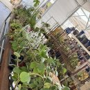 장천 꽃 박물관 이미지