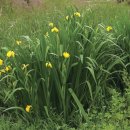 창포농장 이미지