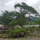 소나무민박 이미지