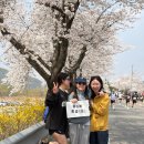 (주)응원 | 2026년 3월 29일 합천 벚꽃마라톤 응원 후기