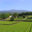 섬진강 계절음식 전문점 | [계절여행] 하동 섬진강 단풍 드라이브와 쌍계사 가을 풍경 여행