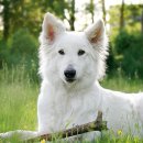 화이트 독 이미지