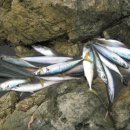 자반고등어 이미지