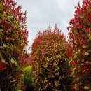 청산 단풍나무길 이미지