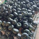 하우스 공중 재배방식 미니 밤호박 50% 맛보기 이벤트 이미지