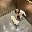 펫브릿지 | 짱가야 잘가, 안산 시흥 반려동물 강아지 장례 펫브리지 후기