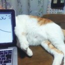 나른