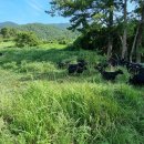 약산농장 이미지