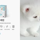 프롬퍼피 이미지