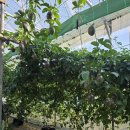 은혜과일 이미지