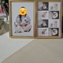 덕두초등학교 | [부산/강서구] 대저 M2스튜디오 방문기 댕댕이들의 견생샷 성지 반려동물 증명사진 가족사진 찍고 왔어요