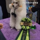 권동석애견미용학원