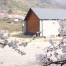 두번째벚꽃