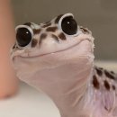 레오파드