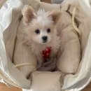 [밀리옹 베이글 백 후기]강아지 이동 가방 내돈내산