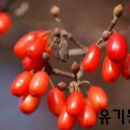 이명은 농장 네이버블로그