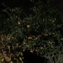 백패커스빌라제주 | 제주 백패커스빌라 201호 찐 후기
