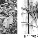 구하기 쉽고, 맛있고,몸에도 좋은 산나물 들나물 (최한실/귀농통문) 이미지