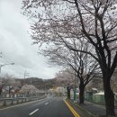 태평고개 용움해장국 앞 | 대전 벚꽃 드라이브 천동에서 대청호 대전 벚꽃 명소 TOP 5