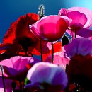 꽃밭에서 이미지