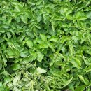 거로경로당 이미지