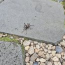 천상의 나무 | 충북 옥천 가볼 만한 곳 - 천상의 정원 수생식물학습원 후기