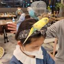 앵무새카페 이미지