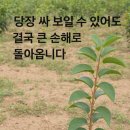다래유통 | 용성2호 다래나무’, 이대로 괜찮을까요?
