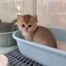 키튼히얼 고양이분양 김포본점 | 구조묘와 함께하는 행복, 김포 고양이 분양의 새로운 시작