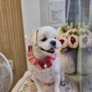 댕이쌀롱 이미지