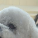 도그드살롱 이미지