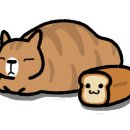 오묘고양이카페&호텔&미용