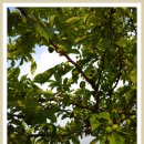 병현농장 이미지