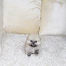 퍼피당강아지 안산본점 이미지