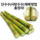 이삭농약사 | 단수수(사탕수수) 재배 방법 총정리!｜심는 시기, 심는 방법, 수확 시기까지