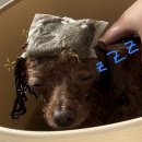 새하얗개 이미지