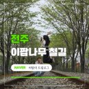 2026 전주 이팝나무축제 팔복동 이팝나무 철길 개화시기 실시간