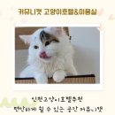 커뮤니캣 고양이 호텔&미용실 네이버블로그
