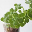 입춘허브 이미지