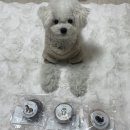 꼬르륵댕댕 이미지