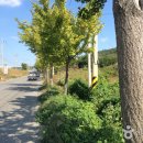 소호관기로 이미지