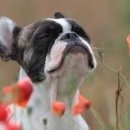 광양동물메디컬센터 이미지