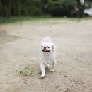 모닝펠리스 이미지