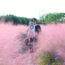 산방산 애 하늘내린빌 | 10월 제주 꼭 봐야할 핑크뮬리 명소 마노르블랑 애견동반카페