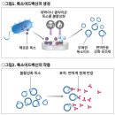DTaP vs. Tdap/Td 디프테리아, 파상풍, 정제 백일해 백신 이미지
