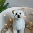 블라썸펫 이미지